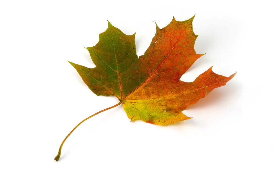 Maple-Leaf